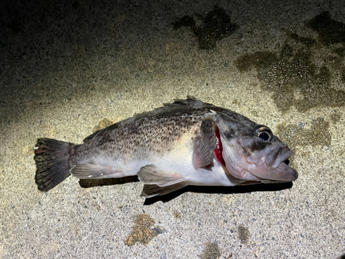 クロソイの釣果