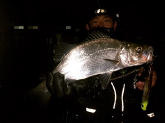 ヒラスズキの釣果