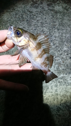 メバルの釣果