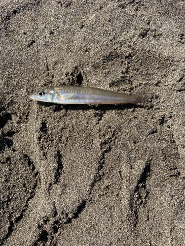 キスの釣果