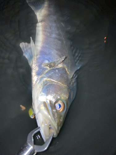 スズキの釣果