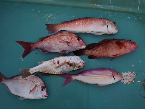 アマダイの釣果