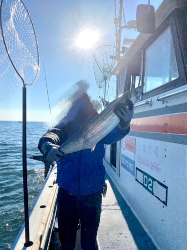 サワラの釣果