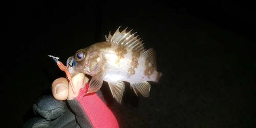 シロメバルの釣果