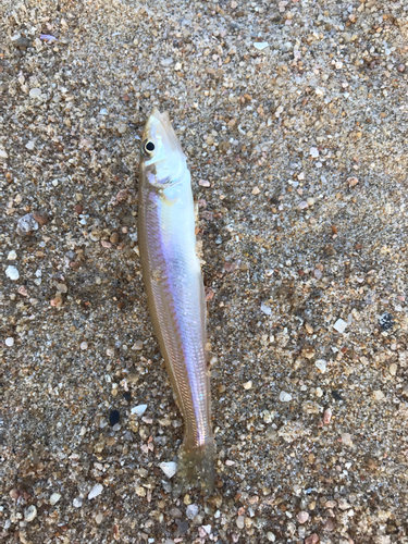 キスの釣果