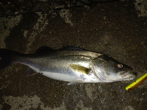 スズキの釣果