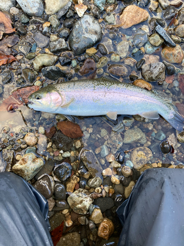 ニジマスの釣果