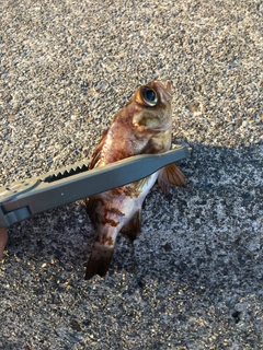 メバルの釣果