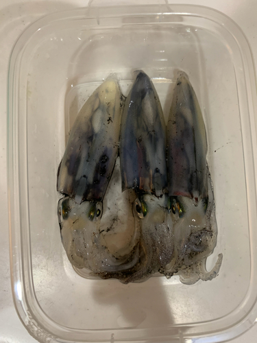 クロソイの釣果