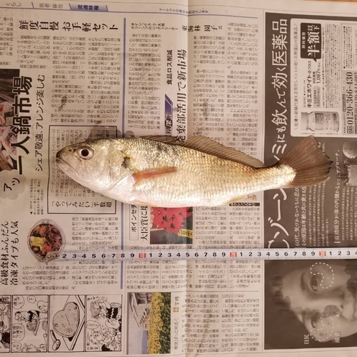 イシモチの釣果