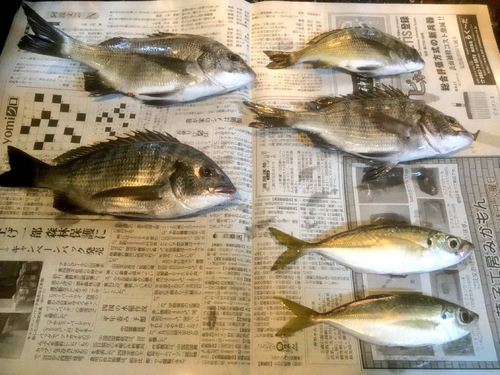 クロダイの釣果