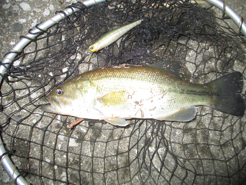 ラージマウスバスの釣果