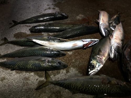 サバの釣果