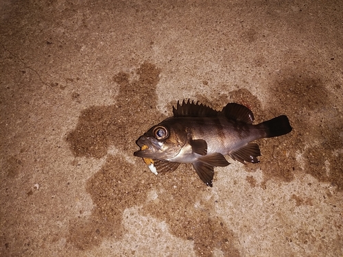 クロメバルの釣果