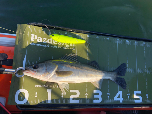 シーバスの釣果