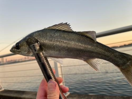 セイゴ（マルスズキ）の釣果