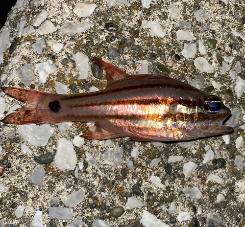 オオスジイシモチの釣果