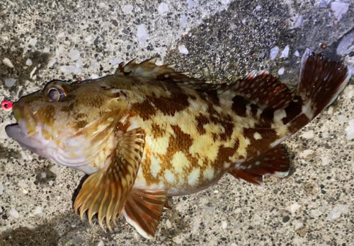 カサゴの釣果