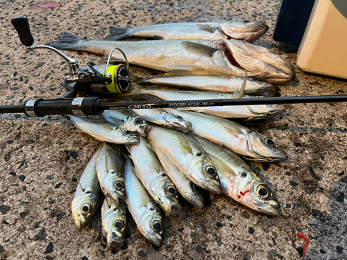 アジの釣果