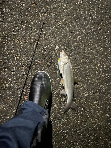 ウグイの釣果