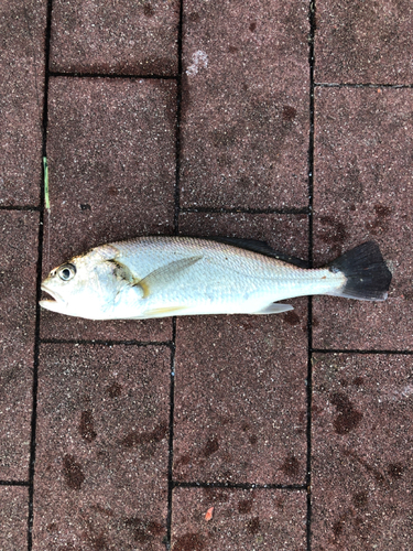 イシモチの釣果