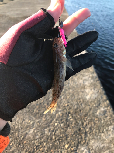 マハゼの釣果