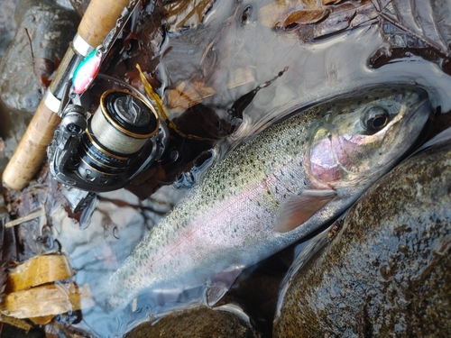 ニジマスの釣果