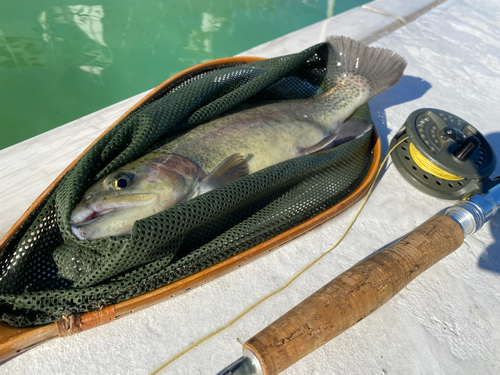 ニジマスの釣果