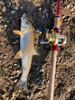 ニゴイの釣果