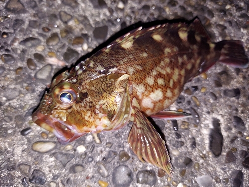 カサゴの釣果