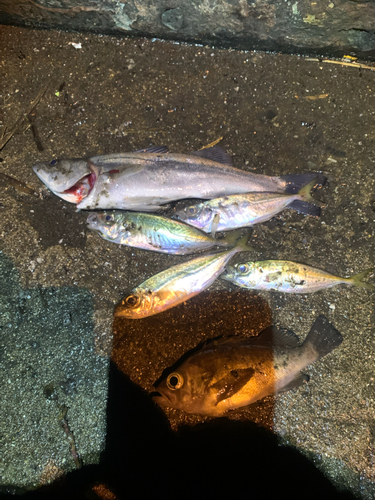 アジの釣果