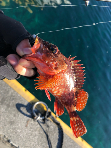 カサゴの釣果