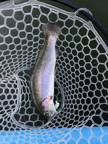 ニジマスの釣果