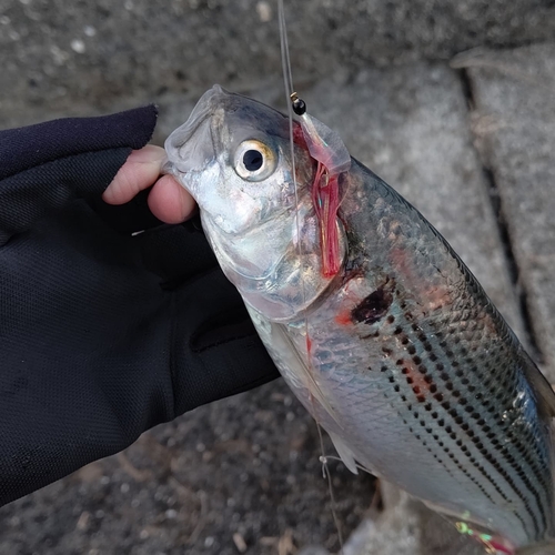 コノシロの釣果