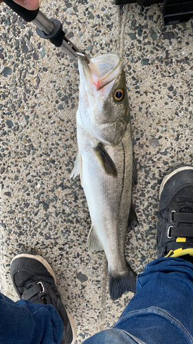 スズキの釣果