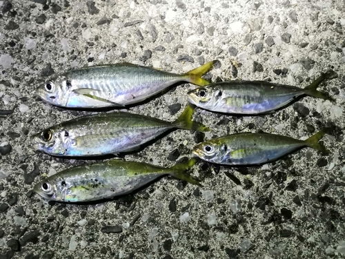 マアジの釣果