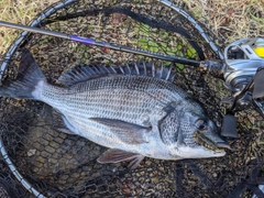 クロダイの釣果