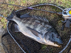 クロダイの釣果