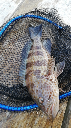 オオモンハタの釣果