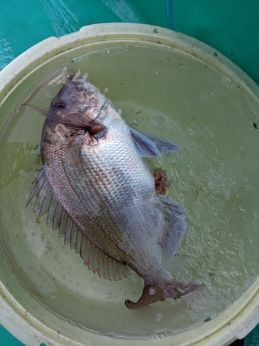 マダイの釣果