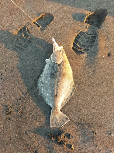 ヒラメの釣果