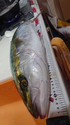 メジロの釣果