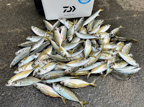 アジの釣果