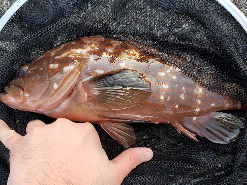 キジハタの釣果