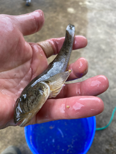 ハゼの釣果