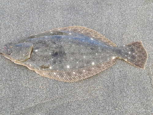 ソゲの釣果