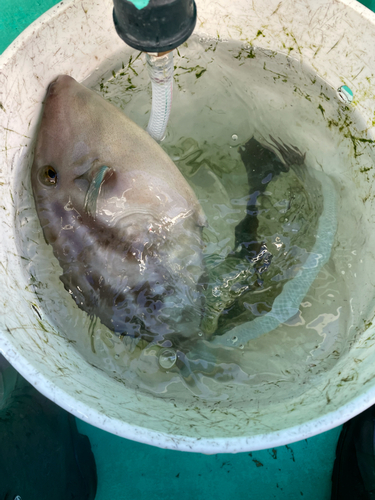 ウマヅラハギの釣果