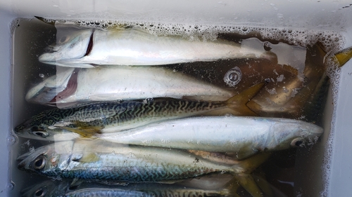 サバの釣果