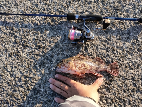 カサゴの釣果