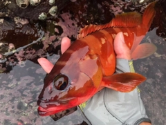 アカハタの釣果